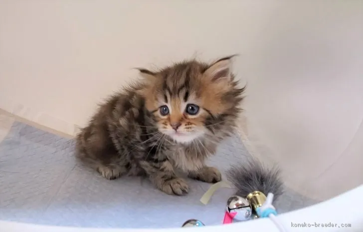 T.H 様のお迎えした子猫