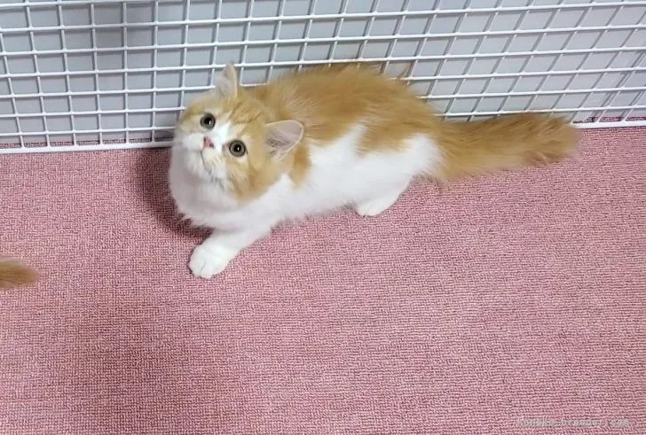 ID：2110-00484の子猫