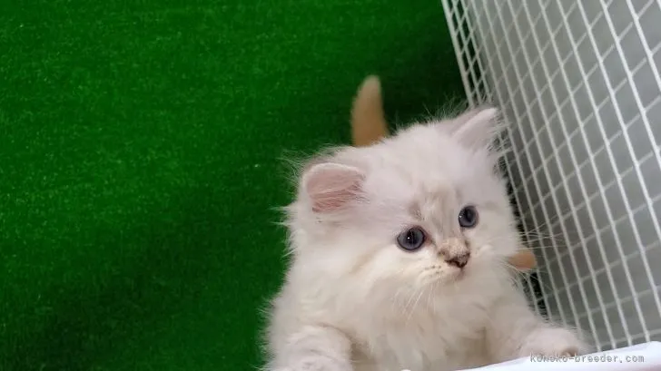 ID：2109-01975の子猫