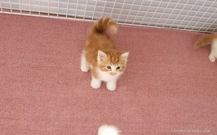 ばる 様のお迎えした子猫