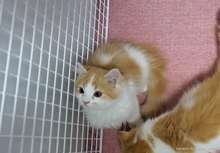 ID：2110-00519の子猫