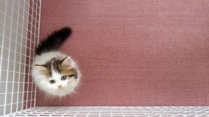 ID：2108-00585の子猫