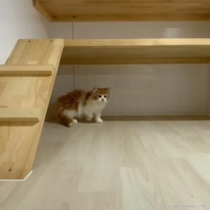 ぱんだ 様のお迎えした子猫
