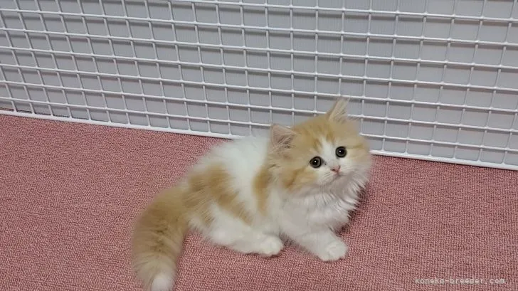 ID:2108-00634の子猫