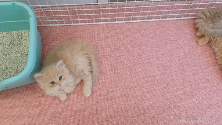 ID：2107-01034の子猫