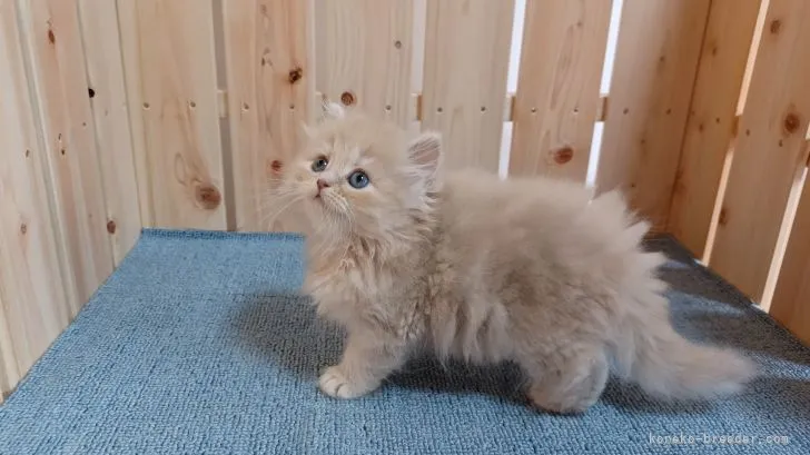 ID:2107-01223の子猫