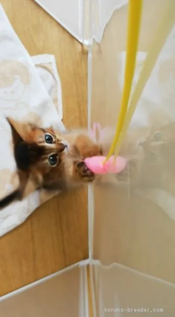 ID:1908-00078の子猫
