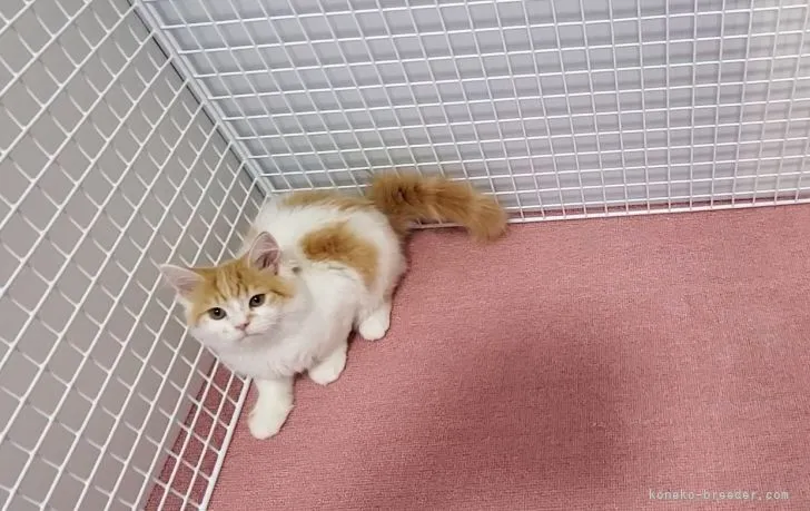 ID：2103-01840の子猫