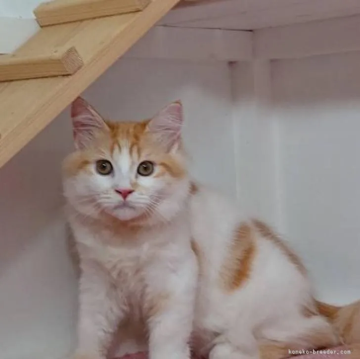 ID：2204-01910の子猫