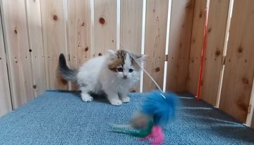 マンチカン(長足)【大阪府・男の子・2021年11月21日・ブラウンタビー&ホワイト】の写真「可愛い男の子」