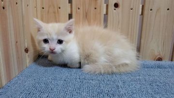 マンチカン(短足)【大阪府・男の子・2021年9月17日・クリームタビー&ホワイト】の写真「短足・長毛の可愛い男のコ」