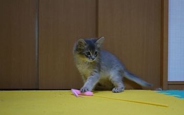 ソマリ【大阪府・男の子・2019年3月1日・ブルー】の写真「甘えん坊くん」