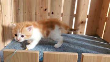 マンチカン(長足)【大阪府・女の子・2021年11月9日・レッドタビー&ホワイト】の写真「可愛い女のコ」