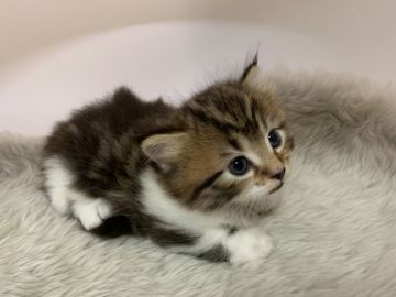 マンチカン(短足)【大阪府・男の子・2019年7月23日・ブラウンタビー&ホワイト（長毛）】の写真「短足・長毛★ふわふわの男のコ」