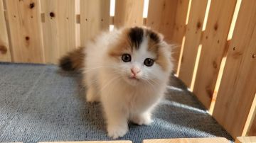 マンチカン(短足)【大阪府・女の子・2021年10月18日・キャリコ】の写真「短足・長毛の可愛い女のコ」