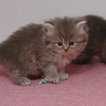 サイベリアン【大阪府・男の子・2023年2月10日・ブルータビー&ホワイト】の写真「ふわモコの男のコ」