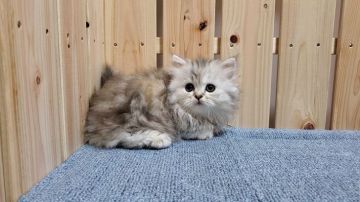 ミヌエット【大阪府・女の子・2021年9月19日・シルバーパッチドタビー&ホワイト】の写真「短足・長毛　超ふわふわの可愛い女のコ」