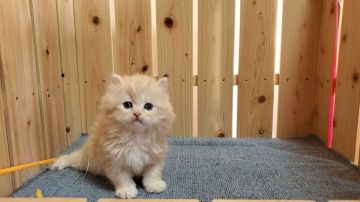 サイベリアン【大阪府・男の子・2021年12月15日・クリームタビー&ホワイト】の写真「可愛い男のコ」