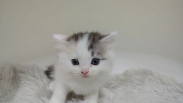 マンチカン(長足)【大阪府・女の子・2019年6月11日・ブラウンタビー&ホワイト（短毛（中毛））】の写真「長足・中毛★可愛いお顔の女のコ。」