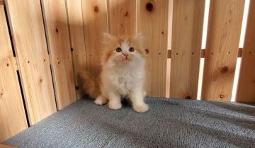 マンチカン(長足)【大阪府・男の子・2021年10月6日・レッドタビー&ホワイト】の写真「短足・長毛の可愛い女のコ」