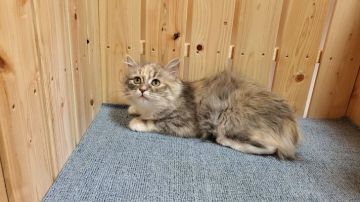 サイベリアン【大阪府・女の子・2021年9月30日・ブルーパッチドタビー&ホワイト】の写真「可愛い女の子」