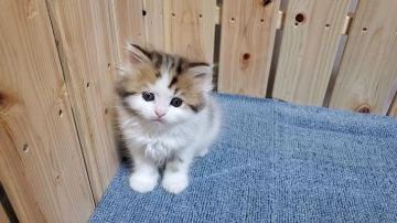 マンチカン(長足)【大阪府・男の子・2021年9月9日・ブラウンタビー&ホワイト】の写真「可愛い男のコ」