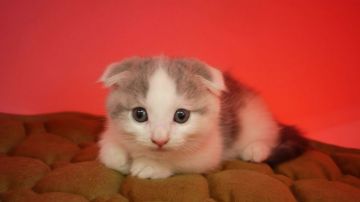 マンチカン(短足)【大阪府・男の子・2020年5月30日・シルバータビー&ホワイト】の写真「短足・短毛のカワイイ男のコ♡」