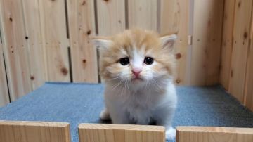 マンチカン(長足)【大阪府・男の子・2021年9月30日・レッドタビー&ホワイト】の写真「可愛い男のコ」