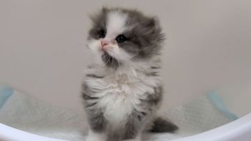 ミヌエット【大阪府・男の子・2020年6月19日・シルバータビー&ホワイト】の写真「ふわふわモコモコのカワイイ男のコ♡」