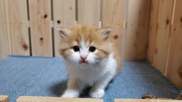 マンチカン(長足)【大阪府・男の子・2021年9月30日・レッドタビー&ホワイト】の写真「可愛い男のコ」