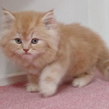 サイベリアン【大阪府・男の子・2022年6月20日・クリームタビー】の写真「可愛い男のコ」