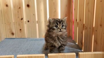 サイベリアン【大阪府・男の子・2021年12月18日・ブラウンタビー&ホワイト】の写真「可愛い男のコ」