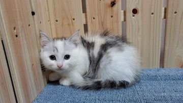 マンチカン(長足)【大阪府・女の子・2021年9月17日・シルバーパッチドタビー&ホワイト】の写真「可愛い女のコ」