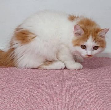 マンチカン(長足)【大阪府・男の子・2022年4月1日・レッドタビー&ホワイト】の写真「可愛い男のコ」