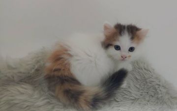 マンチカン(長足)【大阪府・女の子・2019年6月11日・ブラウンタビー&ホワイト（長毛）】の写真「長足・長毛★おっとり系の女の子♡」