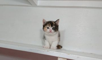 マンチカン(長足)【大阪府・女の子・2022年3月24日・ブラウンタビー&ホワイト】の写真「可愛い女のコ」