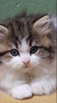 マンチカン(長足)【大阪府・男の子・2022年2月25日・ブラウンタビー&ホワイト】の写真「可愛い男のコ」