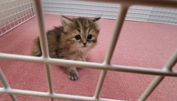 サイベリアン【大阪府・女の子・2021年12月15日・ブラウンタビー&ホワイト】の写真「可愛い女のコ」