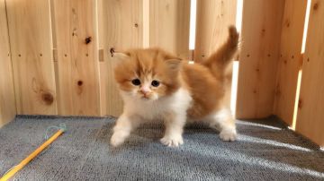 マンチカン(長足)【大阪府・女の子・2021年11月9日・レッドタビー&ホワイト】の写真「可愛い女のコ」