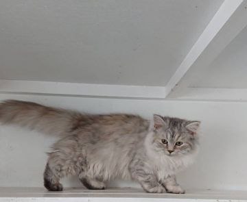 サイベリアン【大阪府・女の子・2021年7月20日・ブルーパッチドタビー&ホワイト】の写真「可愛い女の子」