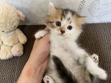 ミヌエット【大阪府・男の子・2019年8月18日・ブラウンタビー&ホワイト】の写真「甘えん坊の男のコ」