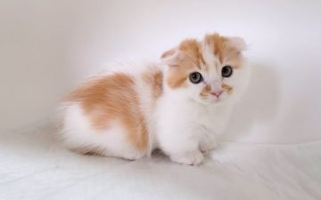 マンチカン(短足)【大阪府・男の子・2020年8月24日・レッドタビー&ホワイト】の写真「短足・目の大きなカワイイ男のコ♡」