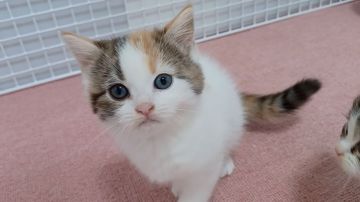 マンチカン(長足)【大阪府・女の子・2021年4月14日・ブラウンタビー&ホワイト】の写真「可愛い女のコ」