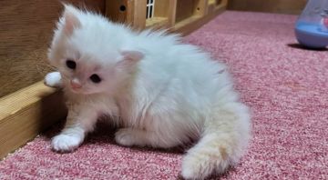 マンチカン(短足)【大阪府・女の子・2022年3月21日・クリームタビー&ホワイト】の写真「可愛い女のコ」