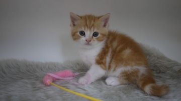 マンチカン(長足)【大阪府・女の子・2019年6月18日・レッドタビー&ホワイト（短毛）】の写真「長足・短毛★美人な女のコ。」