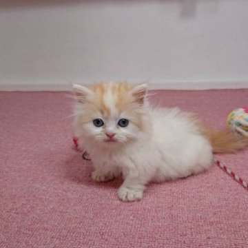 マンチカン(短足)【大阪府・女の子・2023年4月20日・クリームタビー&ホワイト】の写真「短足の女の子」