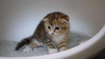 マンチカン(長足)【大阪府・女の子・2019年5月25日・ブラウンタビー&ホワイト（短毛）】の写真「動画更新しました！」