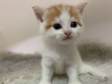 マンチカン(長足)【大阪府・女の子・2019年7月20日・レッドタビー&ホワイト（短毛）】の写真「長足・短毛★甘えん坊の女のコ」