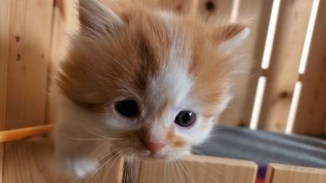 マンチカン(長足)【大阪府・男の子・2021年11月9日・レッドタビー&ホワイト】の写真「可愛い男のコ」