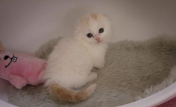 マンチカン(短足)【大阪府・男の子・2019年10月14日・クリームタビー&ホワイト（長毛）】の写真「短足・長毛★ふわふわモコモコのカワイイ男のコ♡」